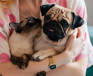 pet friendly apartments in philadelphia