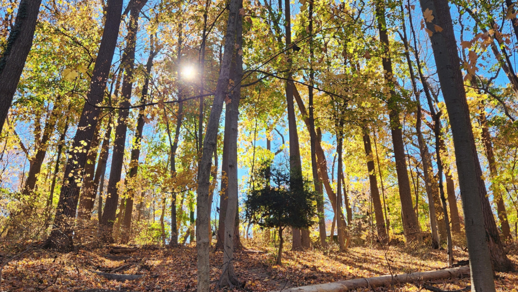 Wissahickon Valley Park with falling colorful leaves and the sun shining through the trees